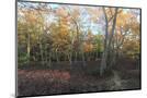 Wood Mount