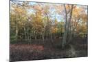 Wood Mount