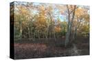 Stretched Canvas