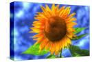 Stretched Canvas