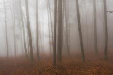 Autumn Forest in Mist-Robert Haasmann-Stretched Canvas