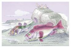 Tagos Goldsinny and Trumpet Fish-Robert Hamilton-Art Print