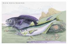 Common Perch and Common Bass-Robert Hamilton-Art Print