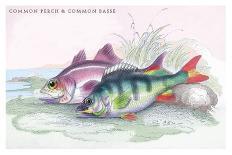 Salmon Feroxvar and Salmon Trout-Robert Hamilton-Art Print