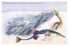 Fifteen Spined Stickleback Nest and Eggs-Robert Hamilton-Art Print