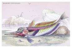 Silvery Hairtail and Scabbard Fish-Robert Hamilton-Art Print