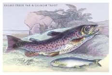 Common Trout and Northern Char-Robert Hamilton-Art Print