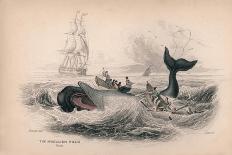 The Narwhal or Sea Unicorn-Robert Hamilton-Framed Giclee Print