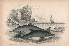 The Narwhal or Sea Unicorn-Robert Hamilton-Giclee Print