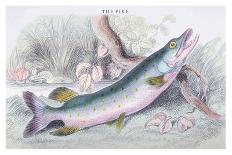 Mailed Gurnard-Robert Hamilton-Art Print