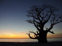Baobab Tree, Sine Saloum Delta, Senegal, West Africa, Africa-Robert Harding-Photographic Print