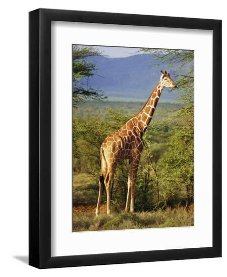 Premium Photographic Print, , large