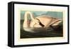 Robert Havell after John James Audubon-null-Framed Stretched Canvas