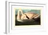 Robert Havell after John James Audubon-null-Framed Giclee Print