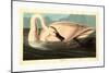 Robert Havell after John James Audubon-null-Mounted Giclee Print