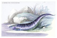 Centrarchus Cyanopterus-Robert Hermann Schomburgk-Art Print