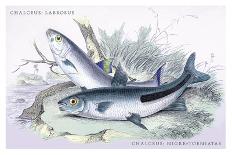 Centrarchus Cyanopterus-Robert Hermann Schomburgk-Art Print