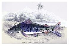 Platystoma Tigrinum-Robert Hermann Schomburgk-Art Print