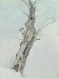 Tree Study, C.1800-05-Robert Hills-Giclee Print