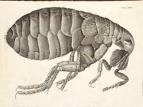 Cross-Section of a Flea from Micrographia, Pub. 1665 (Engraving)-Robert Hooke-Giclee Print