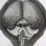 Cross-Section of a Flea from Micrographia, Pub. 1665 (Engraving)-Robert Hooke-Framed Giclee Print