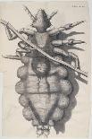 Cross-Section of a Flea from Micrographia, Pub. 1665 (Engraving)-Robert Hooke-Stretched Canvas