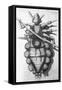 Robert Hooke's Louse, 1665-Science Source-Framed Stretched Canvas