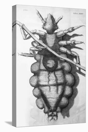 Robert Hooke's Louse, 1665-Science Source-Stretched Canvas