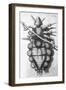 Robert Hooke's Louse, 1665-Science Source-Framed Giclee Print