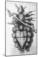 Robert Hooke's Louse, 1665-Science Source-Mounted Giclee Print