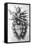 Robert Hooke's Louse, 1665-Science Source-Framed Stretched Canvas