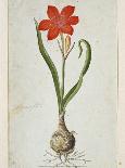 Amaryllis, 1777-Robert Jacob Gordon-Laminated Art Print