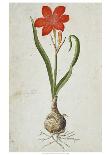 Amaryllis, 1777-Robert Jacob Gordon-Framed Art Print