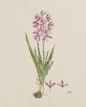 Ixia Patens-Robert Jacob Gordon-Giclee Print