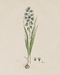 Amaryllis, 1777-Robert Jacob Gordon-Art Print