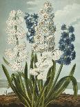 The White Lily, 1799-Robert John Thornton-Giclee Print