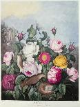 The Superb Lily-Robert John Thornton-Framed Giclee Print