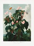 The Superb Lily-Robert John Thornton-Giclee Print