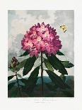 The Superb Lily-Robert John Thornton-Framed Giclee Print