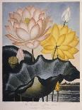 The Superb Lily-Robert John Thornton-Framed Giclee Print