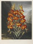 The Superb Lily-Robert John Thornton-Framed Giclee Print