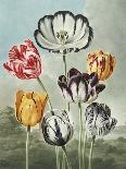 The Superb Lily-Robert John Thornton-Framed Giclee Print