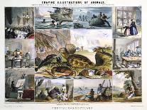 Crustacea and Reptiles, C1850-Robert Kent Thomas-Framed Giclee Print