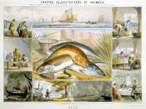 Crustacea and Reptiles, C1850-Robert Kent Thomas-Framed Giclee Print