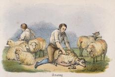 Shearing, C1845-Robert Kent Thomas-Giclee Print