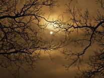 Branches Surrounding Harvest Moon-Robert Llewellyn-Photographic Print