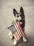 Dog Holding American Flag in Mouth-Robert Llewellyn-Photographic Print