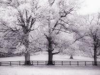 Trees and Fence in Snowy Field-Robert Llewellyn-Framed Stretched Canvas