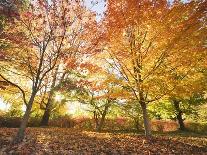 Trees in Forest Ascending-Robert Llewellyn-Photographic Print