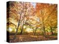 Stretched Canvas